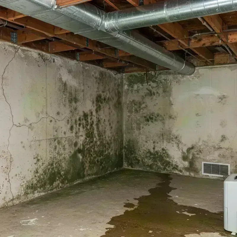 Professional Mold Removal in Dallas County, IA